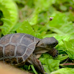 ALDABRA BREEDER