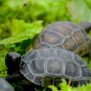 ALDABRA BREEDER