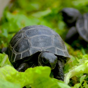 ALDABRA BREEDER