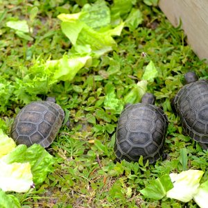 ALDABRA BREEDER