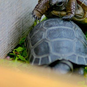 ALDABRA BREEDER