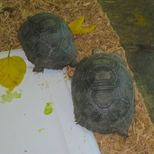 ALDABRA BREEDER