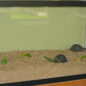 ALDABRA BREEDER