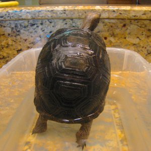 ALDABRA BREEDER