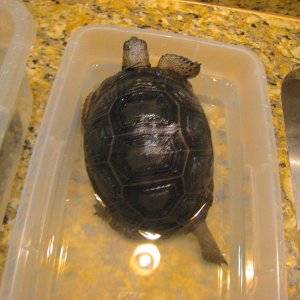 ALDABRA BREEDER