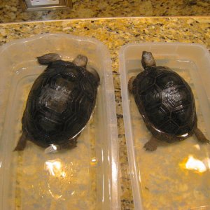 ALDABRA BREEDER