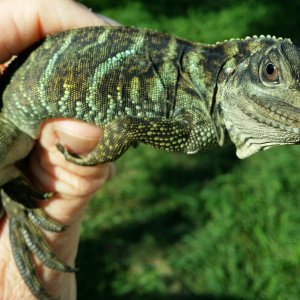 sailfin