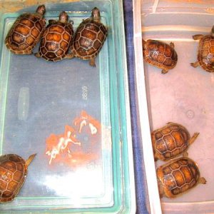 ALDABRA BREEDER