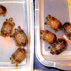 ALDABRA BREEDER