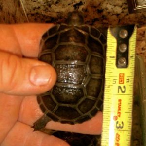 ALDABRA BREEDER