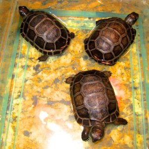 ALDABRA BREEDER