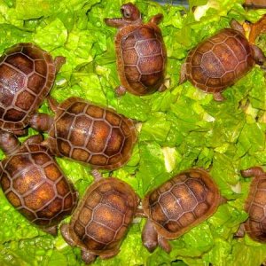 ALDABRA BREEDER