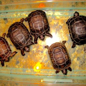 ALDABRA BREEDER