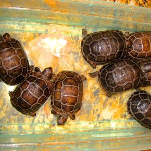 ALDABRA BREEDER
