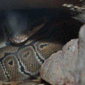 Ball Python