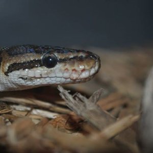 Ball Python