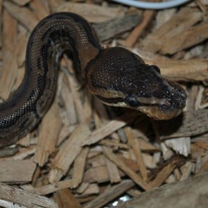Ball Python