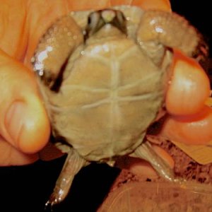 ALDABRA BREEDER