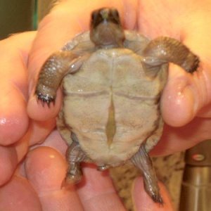 ALDABRA BREEDER