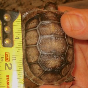 ALDABRA BREEDER
