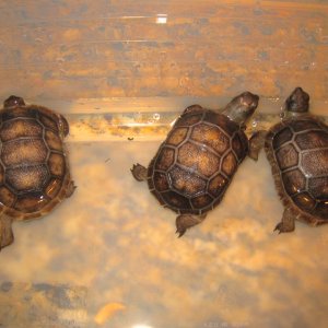 ALDABRA BREEDER