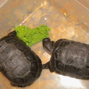 ALDABRA BREEDER