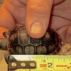 ALDABRA BREEDER