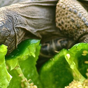 ALDABRA BREEDER