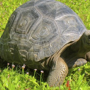ALDABRA BREEDER