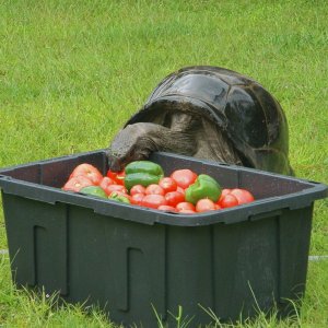 ALDABRA BREEDER