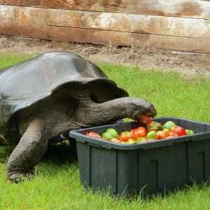 ALDABRA BREEDER
