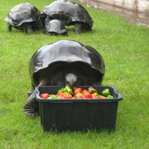 ALDABRA BREEDER