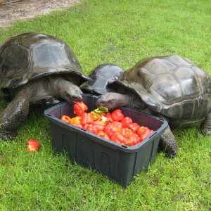 ALDABRA BREEDER