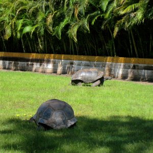 ALDABRA BREEDER
