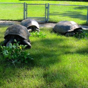 ALDABRA BREEDER