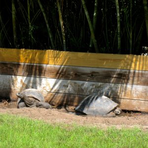 ALDABRA BREEDER