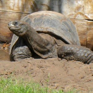 ALDABRA BREEDER