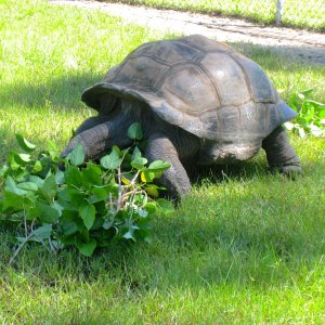 ALDABRA BREEDER