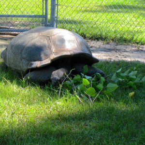 ALDABRA BREEDER