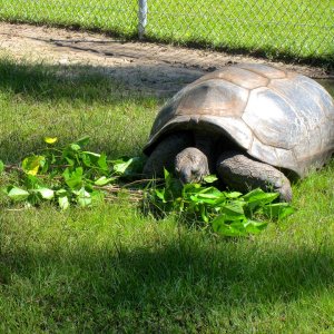 ALDABRA BREEDER