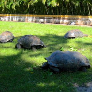 ALDABRA BREEDER
