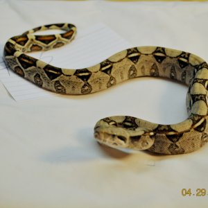 SOLD Female Normal $100