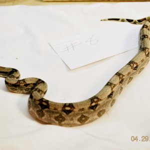 Female Normal $75