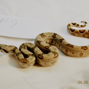 Male Hypo Jungle $225
