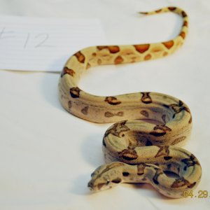 Male Hypo Jungle $225