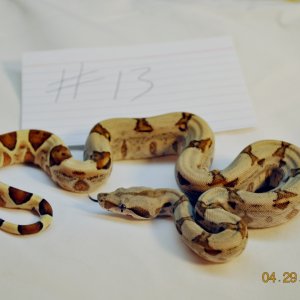 Male Hypo Jungle $225