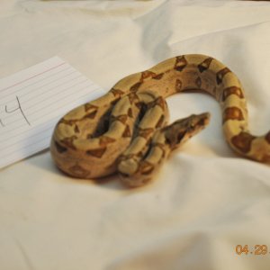 Male Hypo Jungle $225