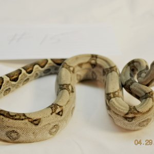 Male Normal $75