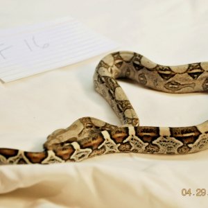 SOLD Male Jungle $125