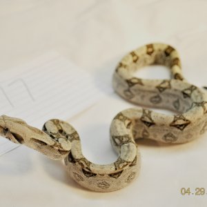 Male Jungle $100